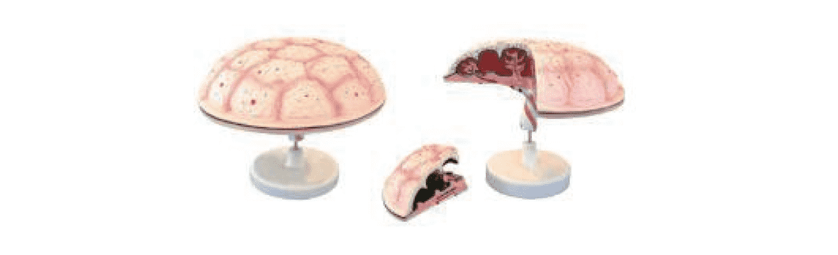 Placenta Model